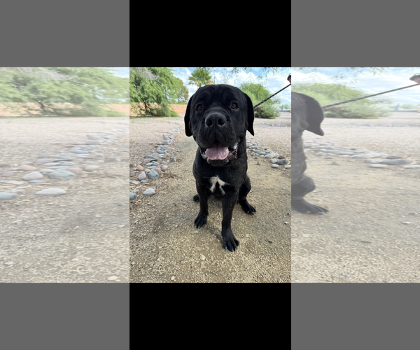 Medium Photo #7 Mastiff Puppy For Sale in Goodyear, AZ, USA