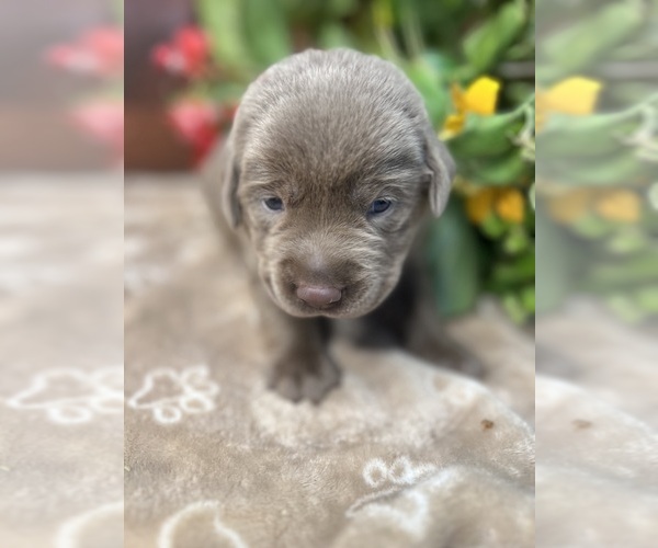 Medium Photo #3 Labrador Retriever Puppy For Sale in NEOLA, WV, USA