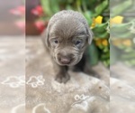 Small #2 Labrador Retriever