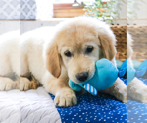 Golden Retriever Puppy for sale in SYRACUSE, IN, USA