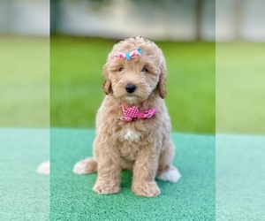Goldendoodle Puppy for sale in FROSTPROOF, FL, USA