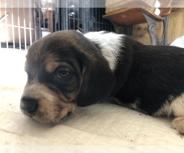 Medium Photo #2 Beagle Puppy For Sale in FORT DODGE, IA, USA