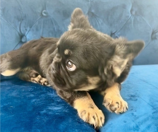 Medium Photo #2 French Bulldog Puppy For Sale in WEST HOLLYWOOD, CA, USA