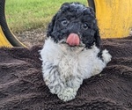 Puppy Neo Poodle (Miniature)