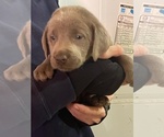 Small #16 Labrador Retriever