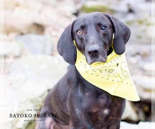 Medium Photo #35 Plott Hound-Weimaraner Mix Puppy For Sale in Rockaway, NJ, USA