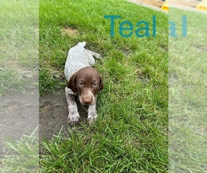 German Shorthaired Pointer Puppy for sale in MELROSE, MN, USA