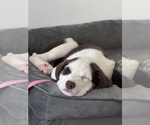 Medium Photo #3 Australian Shepherd-Great Pyrenees Mix Puppy For Sale in McKinney, TX, USA