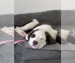Small #2 Australian Shepherd-Great Pyrenees Mix
