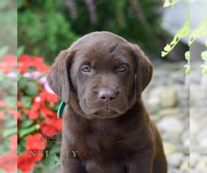 Labrador Retriever Puppy for sale in ALLENWOOD, PA, USA