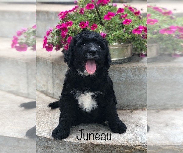 Medium Photo #28 Bernedoodle Puppy For Sale in BRYANT, IA, USA
