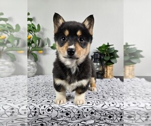 Pembroke Welsh Corgi Puppy for sale in FRANKLIN, IN, USA