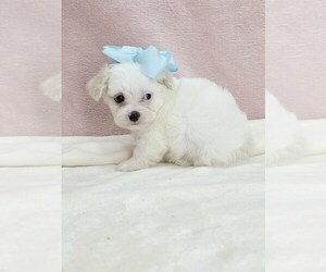 Maltipoo (Miniature) Puppy for sale in TAYLOR, TX, USA