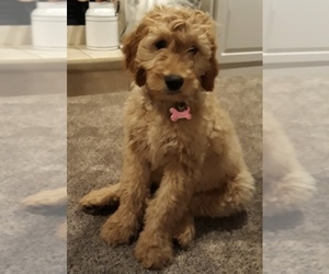 Goldendoodle Puppy for sale in MOUND CITY, MO, USA