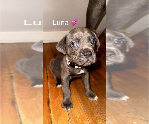 Medium Photo #4 Cane Corso Puppy For Sale in PHILADELPHIA, PA, USA