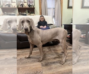 Father of the Weimaraner puppies born on 11/08/2023
