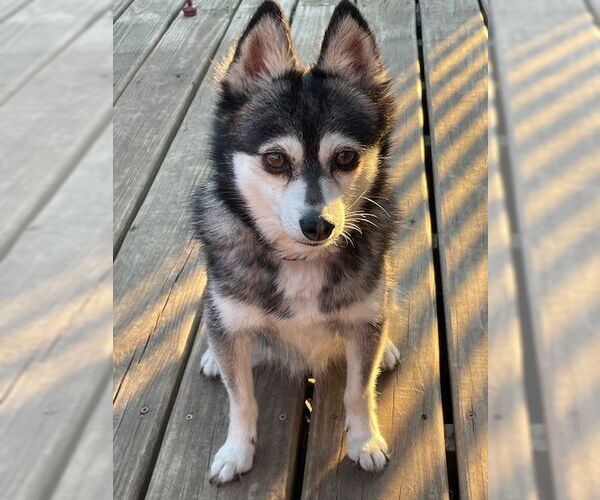 Medium Photo #1 Mutt Puppy For Sale in Minneapolis, MN, USA