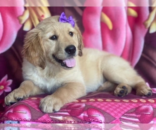 Medium Photo #6 Golden Retriever Puppy For Sale in LAKELAND, FL, USA