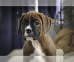 Small #3 Boxer