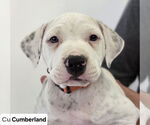 Small #1 American Pit Bull Terrier-Labrador Retriever Mix