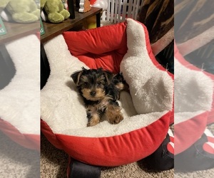 Yorkshire Terrier Puppy for sale in WADSWORTH, OH, USA