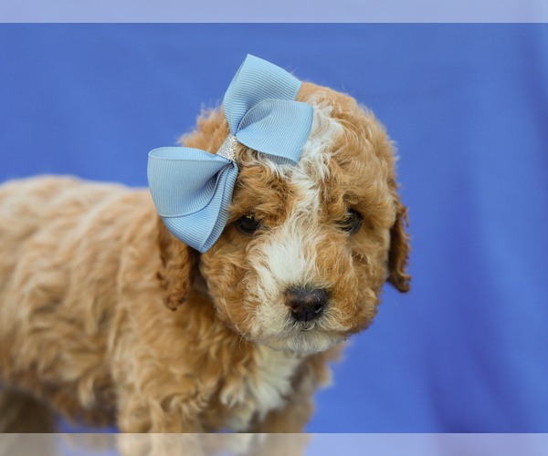 Medium Photo #2 Cavapoo (Miniature) Puppy For Sale in LIBERTY, KY, USA