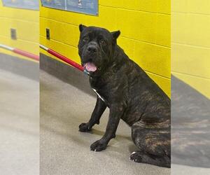 Mutt Dogs for adoption in Forestville, MD, USA