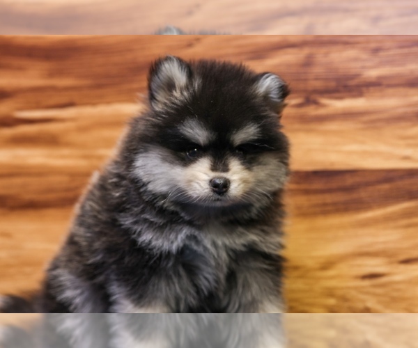 Medium Photo #1 Pomsky Puppy For Sale in DEER GROVE, IL, USA