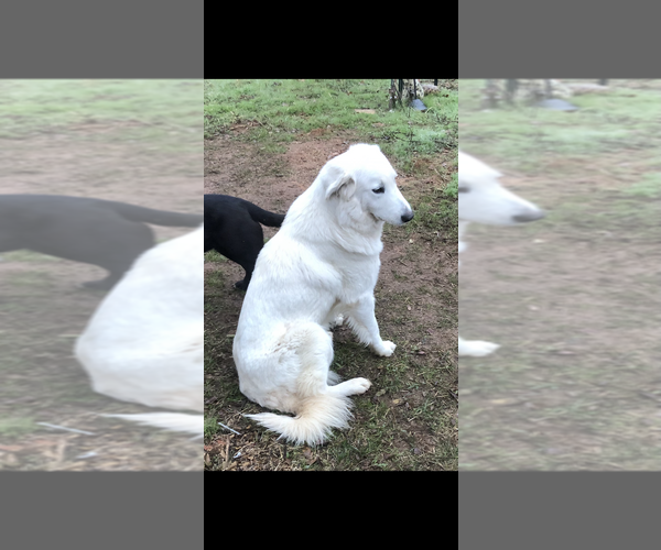 Medium Photo #1 Great Pyrenees Puppy For Sale in SHERMAN, TX, USA