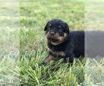 Small Photo #11 Rottweiler Puppy For Sale in BAINBRIDGE IS, WA, USA