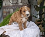 Small Photo #53 Cavapoo Puppy For Sale in GOSHEN, IN, USA