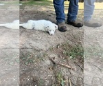 Small #2 Miniature Australian Shepherd