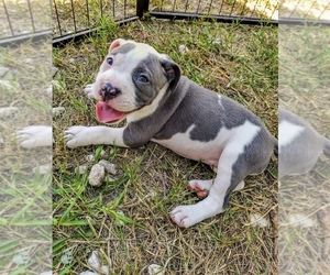 American Bully Puppy for sale in PORT RICHEY, FL, USA
