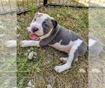 Small Photo #1 American Bully Puppy For Sale in PORT RICHEY, FL, USA