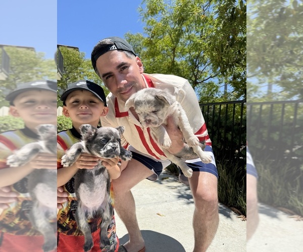 Medium Photo #1 French Bulldog Puppy For Sale in SAN DIEGO, CA, USA