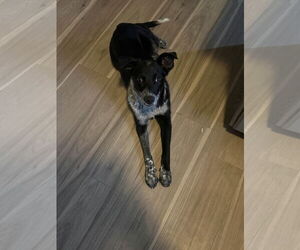 Mutt Dogs for adoption in Sandy, UT, USA