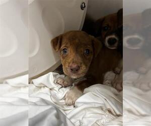 American Staffordshire Terrier-Border Terrier Mix Dogs for adoption in Waco, TX, USA