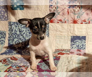 Chiweenie Dogs for adoption in Candler, NC, USA