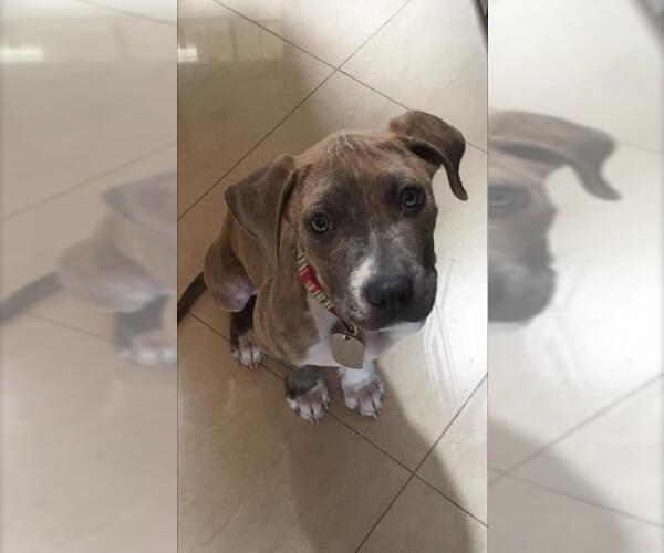 Medium Photo #22 American Staffordshire Terrier Puppy For Sale in San Diego, CA, USA