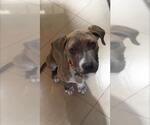Small #21 American Staffordshire Terrier