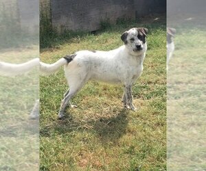 Bolt - Male Pyrenees Catahoula Dog for Adoption - Photo #6