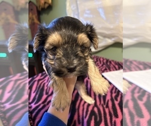 Morkie Puppy for Sale in BOWLING GREEN, Kentucky USA