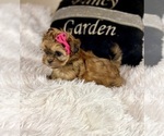 Small #4 Shih Tzu