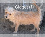 Small #2 Mutt