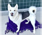 Small #2 German Shepherd Dog-Siberian Husky Mix