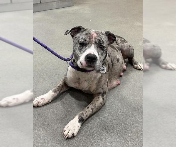 Medium Photo #1 Mutt Puppy For Sale in Forestville, MD, USA