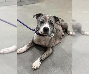 Mutt Dogs for adoption in Forestville, MD, USA