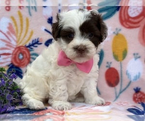 Poovanese Puppy for sale in LANCASTER, PA, USA