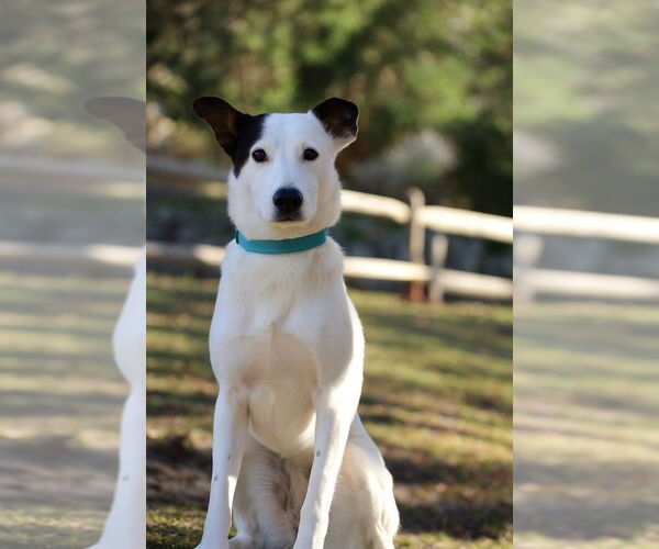 Medium Photo #13 Mutt Puppy For Sale in Oak Bluffs, MA, USA