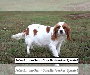 Mother of the Cavapoo puppies born on 07/26/2025